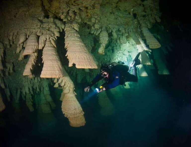 Puerto Morelo: Cenote Diving - What to Expect: From Departure to Return