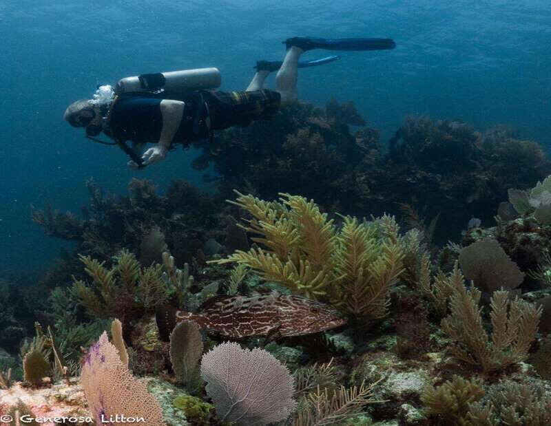Puerto Morelos: Diving at the C56 Shipwreck - Who Will Love This Tour?