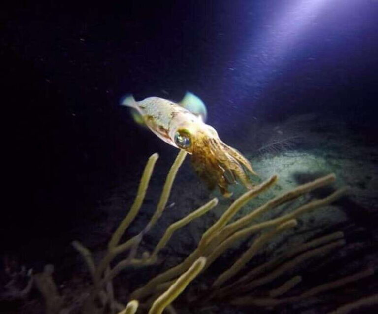 Puerto Morelos: Ojo de Agua Night Dive for Certified Divers - The Experience: What You Can Expect
