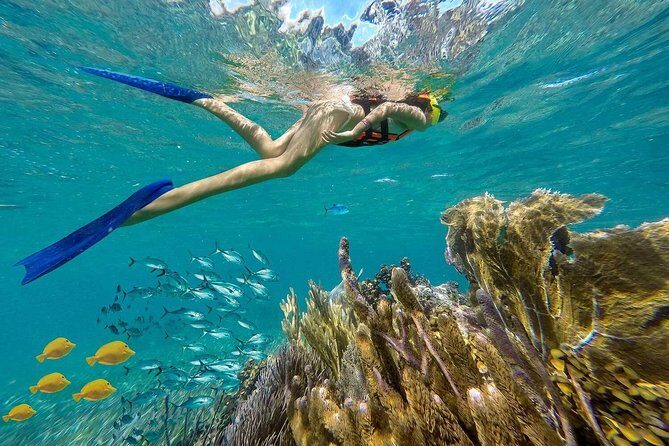 Puerto Morelos Reef Snorkeling Tour with Lunch & Hotel Pickup - What Makes This Tour Stand Out