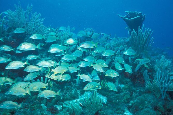 Puerto Morelos Reef Snorkeling Tour with Lunch - What Makes This Tour Special?