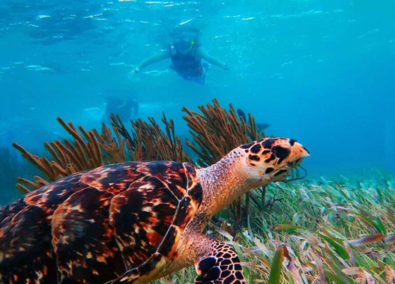 Puerto Morelos: Reef Snorkeling Trip with Beachside Lunch - The Practical Details