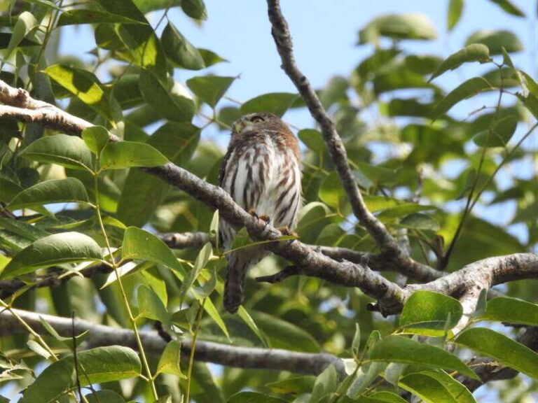 Puerto Morelos: Ruta de los Cenotes Birdwatching Tour - Is It Worth the Price?