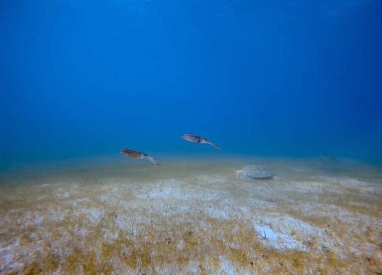 Puerto Morelos: Scuba Experience with Gear & Instructor - Who Should Consider This Tour?