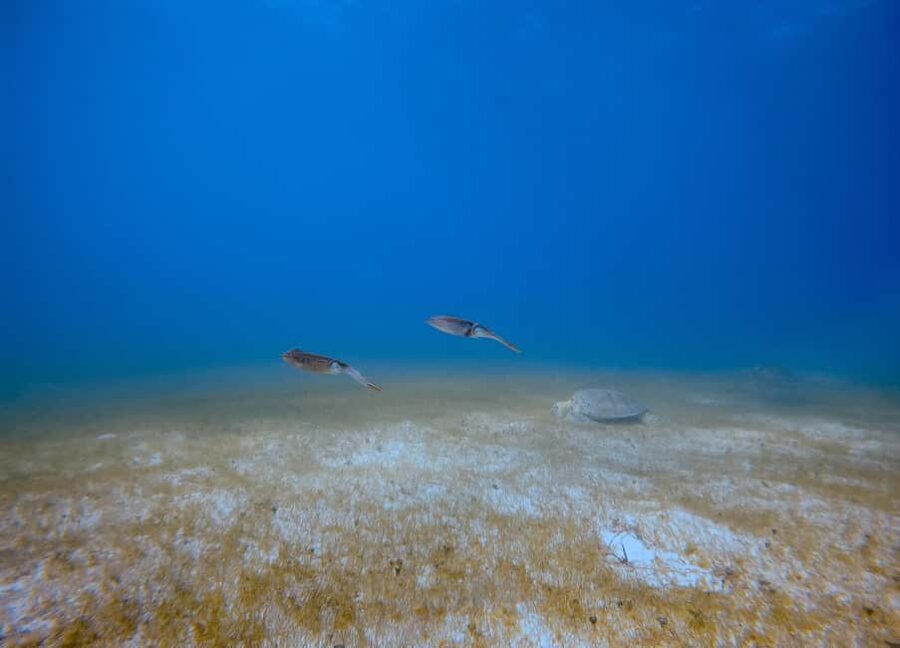 Puerto Morelos: Scuba Experience with Gear & Instructor - Who Should Consider This Tour?