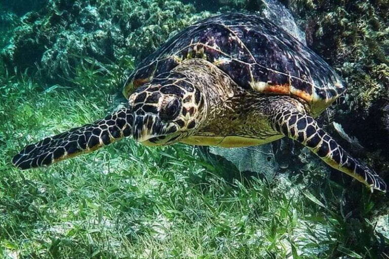 Puerto Morelos: Snorkeling Guided Activity - The Value of the Experience