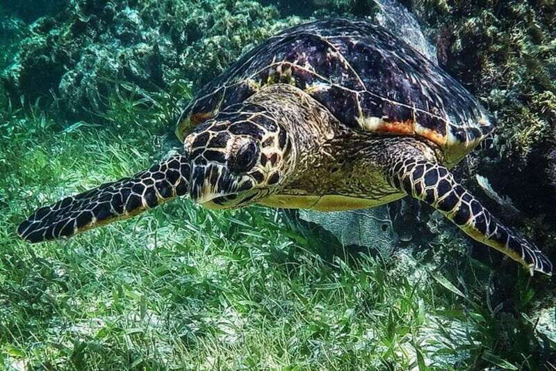 Puerto Morelos: Snorkeling Guided Activity
