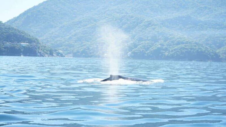 Puerto Vallarta: 3-Hour Whale Watching and Snorkeling - Authentic Experiences from Travelers