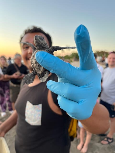 Puerto Vallarta: Baby Turtle Release in Conservation Area - The Itinerary: What to Expect