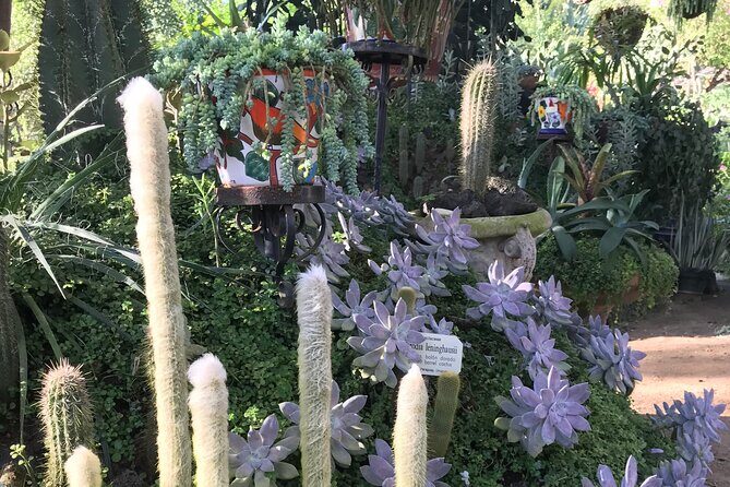 Puerto Vallarta Botanical Garden Tour with University Biologist - What to Expect and How it Unfolds
