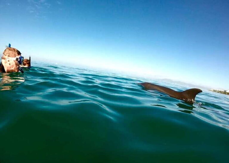 Puerto Vallarta: Dolphin Watching Cruise with a Biologist - Why This Tour Stands Out