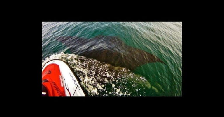Puerto Vallarta: Jet Ski Safari Tour - What to Expect on the Tour