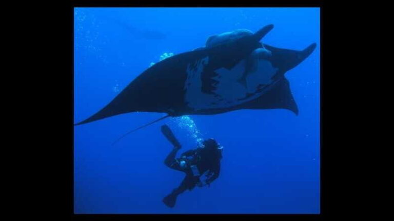 Puerto Vallarta: La Corbeñeta Underwater Exploration - Practical Details & Tips