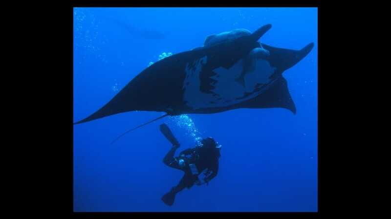Puerto Vallarta: La Corbeñeta Underwater Exploration - Practical Details & Tips