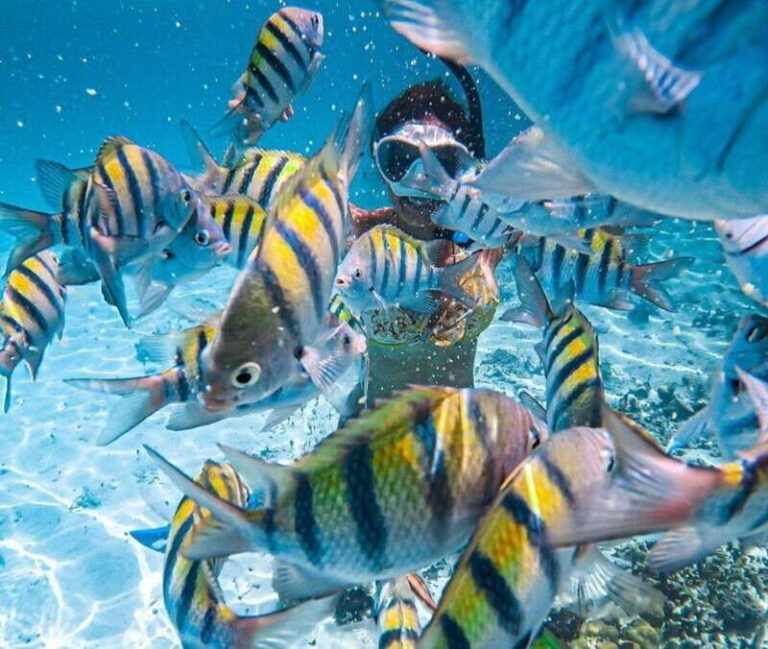Puerto Vallarta: Los Arcos Islands Boat Tour and Snorkeling - Authentic Experiences and Honest Reviews