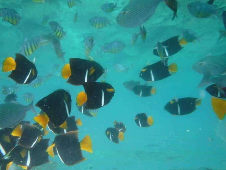 Puerto Vallarta: Los Arcos Snorkel & Beach Private Boat Tour - Final Thoughts