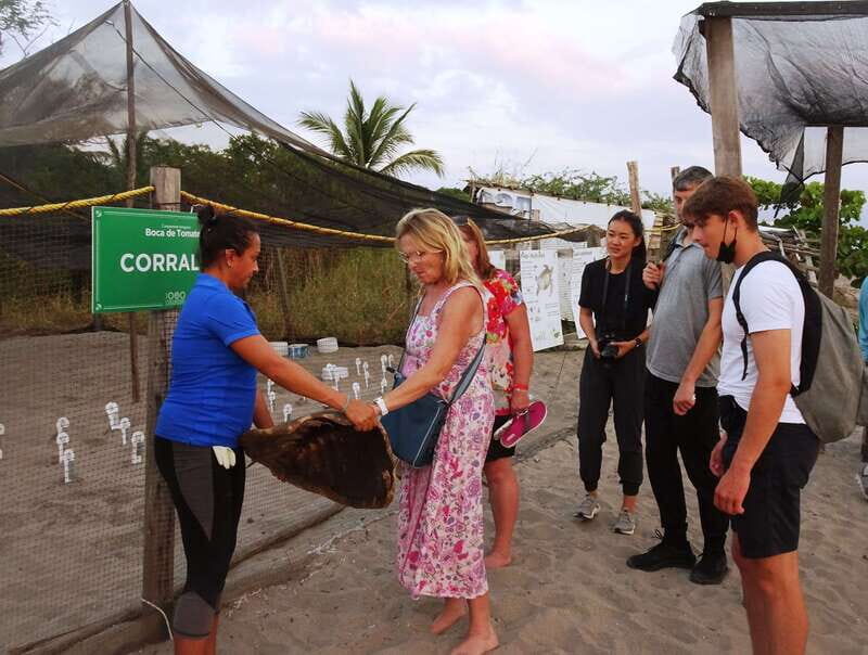 Puerto Vallarta: Sea turtle release at Sunset - Real Voices from Travelers