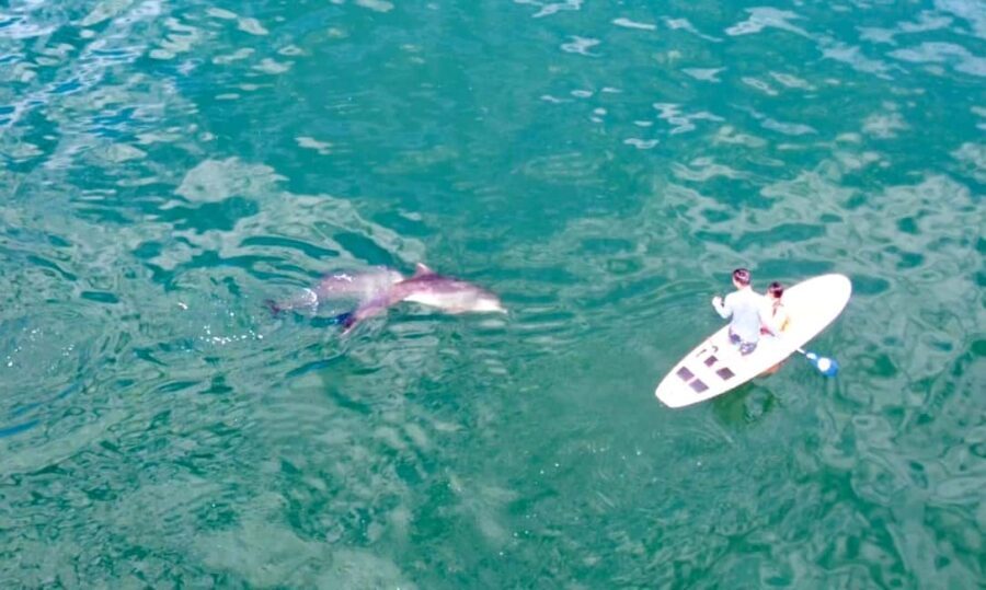 Puerto Vallarta: Swim and Paddle Board with Wild Dolphins