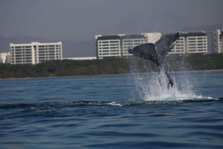 Puerto Vallarta: Whale watching - Summary: Who Should Consider This Tour?