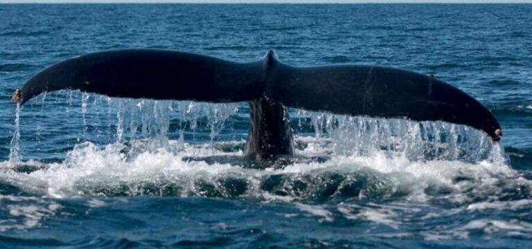 Puerto Vallarta: Whale Watching Adventure Tour - Why This Tour Works Well for Travelers
