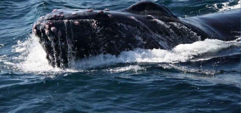 Puerto Vallarta: Whale Watching Beach Bay - The Itinerary: What to Expect