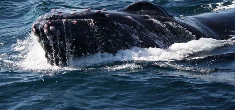 Puerto Vallarta: Whale Watching Beach Bay - The Itinerary: What to Expect