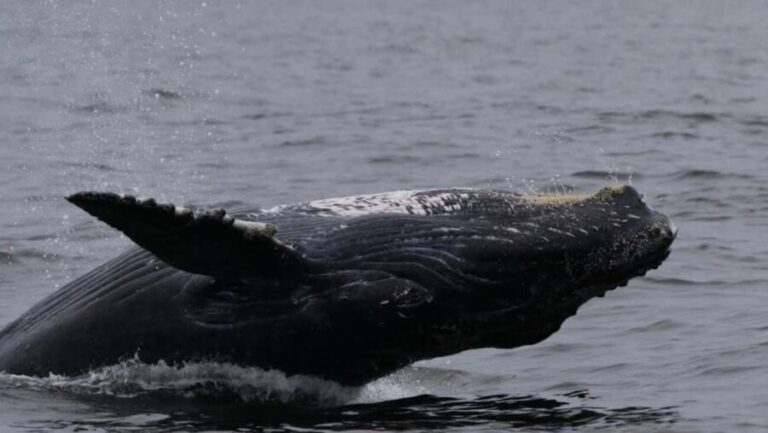 Puerto Vallarta: Whale Watching Encounter - Who Will Love This Tour?