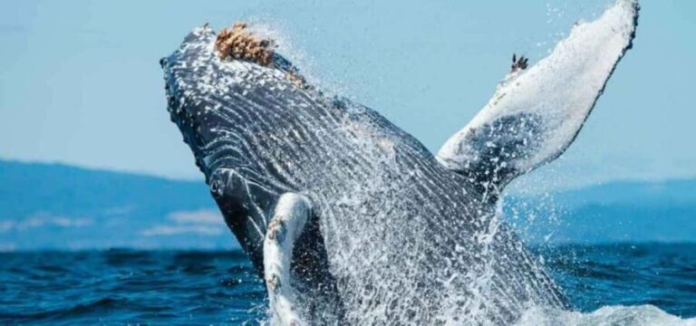 Puerto Vallarta: Whale Watching on Catamaran - What to Expect on the Tour