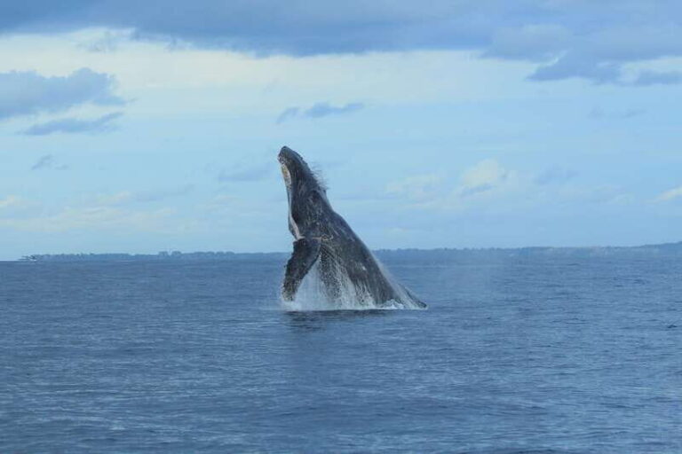 Puerto Vallarta: Whale Watching Photo Safari - Why This Tour is Worth It