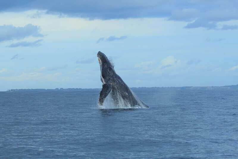 Puerto Vallarta: Whale Watching Photo Safari - Why This Tour is Worth It