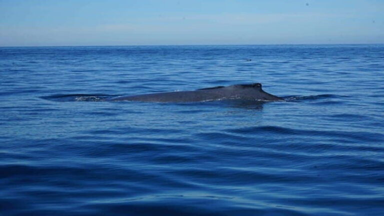 Puerto Vallarta: Whale Watching with Guide - The Realities of the Tour: Pros and Cons