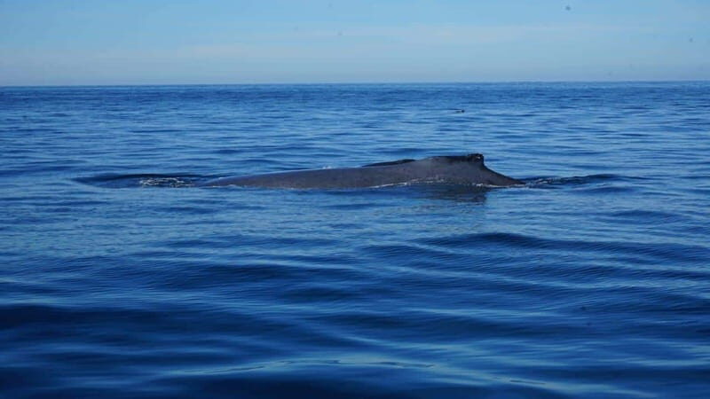 Puerto Vallarta: Whale Watching with Guide - The Realities of the Tour: Pros and Cons