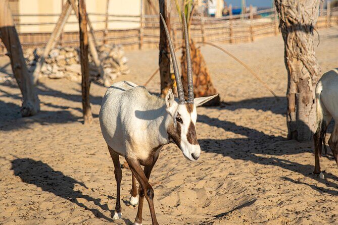 Qatar Half Day Desert Safari(Camel Rides & Sandboarding) - Exploring the Itinerary in Detail