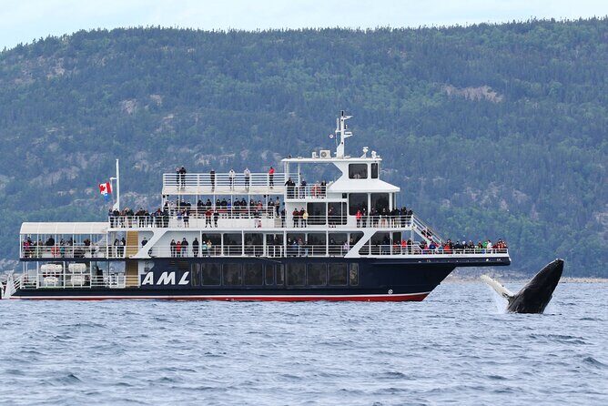 Québec City: Whale Watching Tour with Bus Transportation - Who Will Enjoy This Tour?