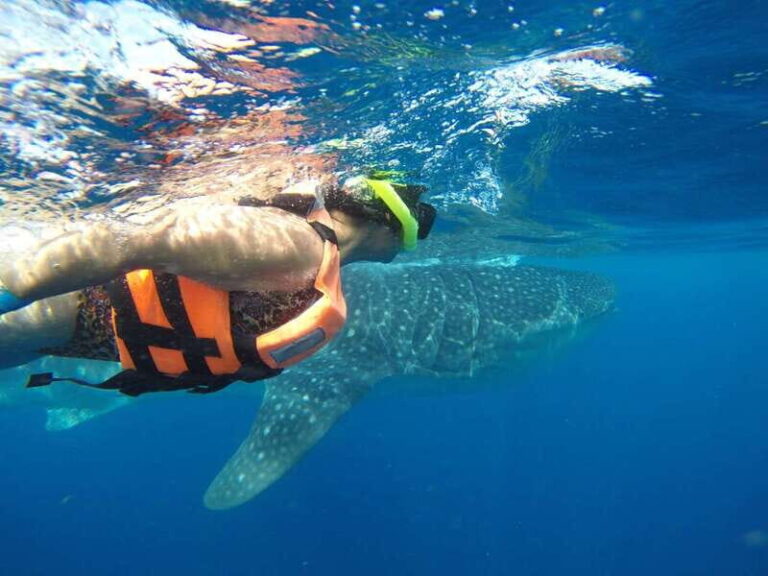Quintana Roo: Whale Shark Swim, Private Boat Trip, and Lunch - What Makes This Tour Stand Out