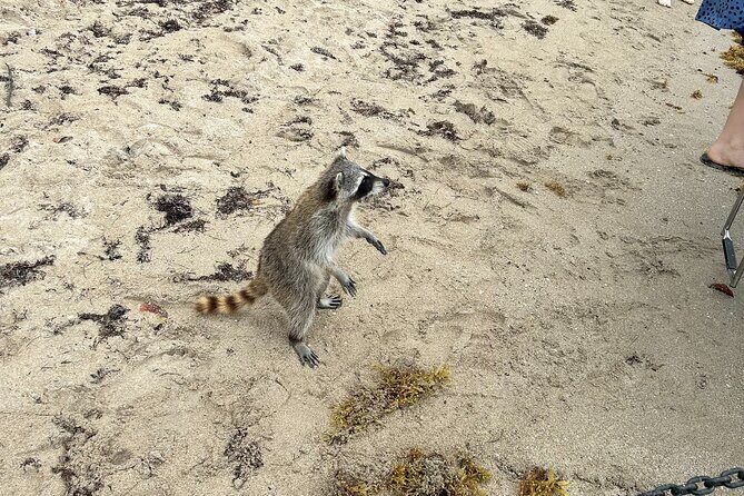 Raccoon Island Boat Tour - Indian Creek, Sanbar and Raccoons - Analyzing the Value