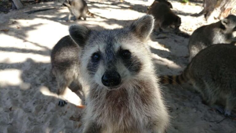Raccoon Island: Exploration on SUP/Kayak - What to Keep in Mind