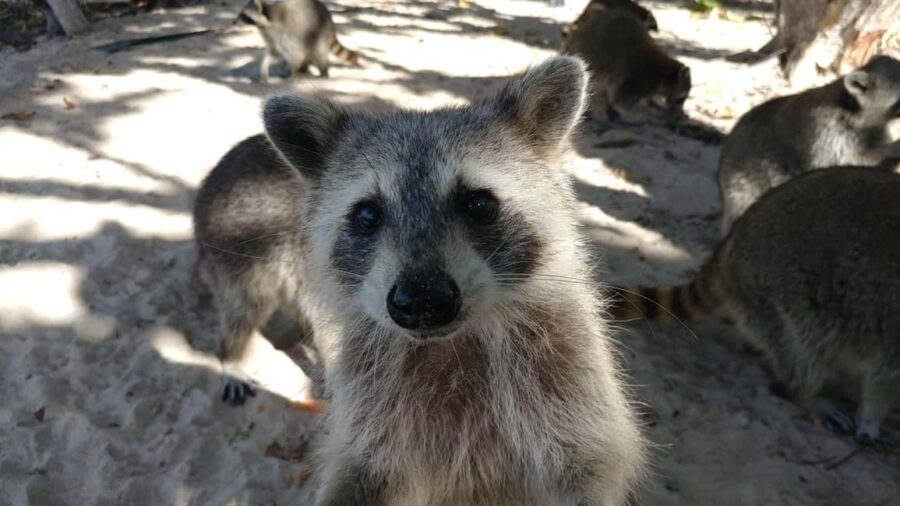 Raccoon Island: Exploration on SUP/Kayak - What to Keep in Mind