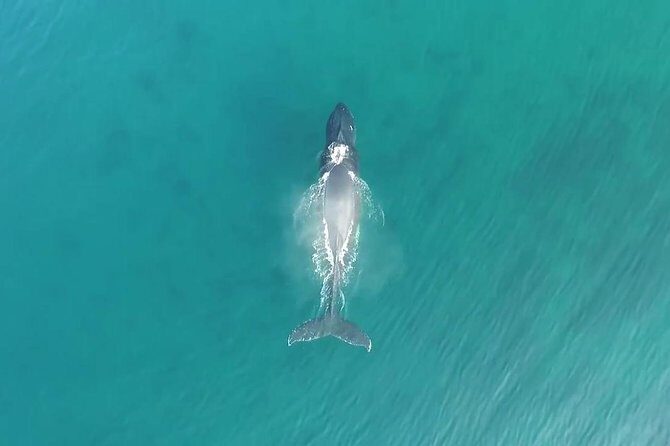 RAFT ADVENTURE - Whale Watch Discovery - Authentic Reviews that Speak for Themselves