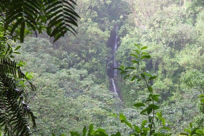 Rainforest Waterfall Trail and Shuttle Service - A Detailed Look at the Experience