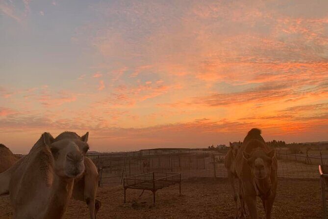Red Dunes Desert Safari Dubai with BBQ Dinner & Sand Adventure - Practical Details and What Travelers Should Know