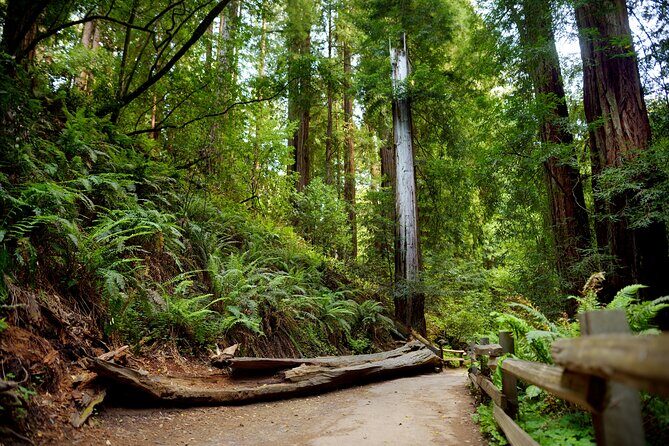 Redwood Retreat: Tour to Muir Woods from San Francisco - Is This Tour Right for You?