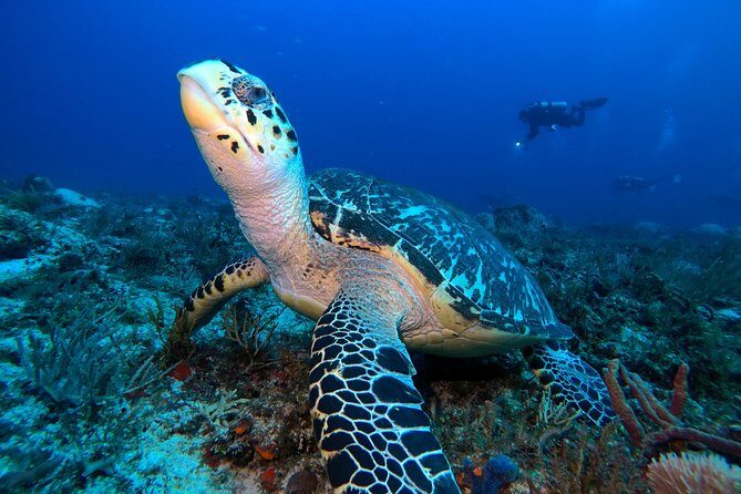 Reef diving in Playa del Carmen - What to Expect on the Day