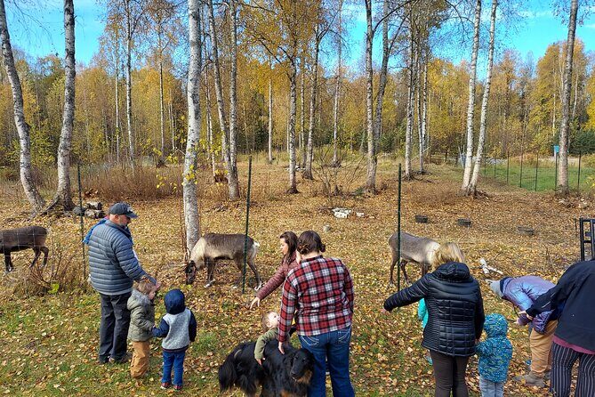 Reindeer Meet and Feed - Talkeetna - Final Thoughts: Is It Worth It?