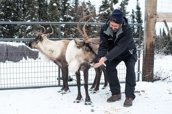 Reindeer Meet and Greet - An In-Depth Look at the Reindeer Meet and Greet Experience