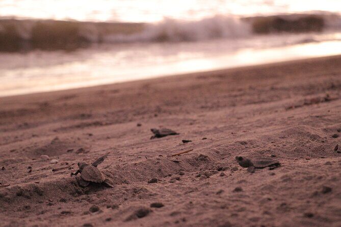 Release of Sea Turtles in Camp Tortuguero - What Travelers Love About This Tour