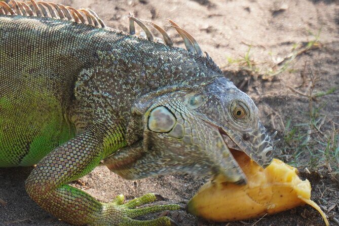 Reptile Eco Tour in Oaxacas Coastal Communities - Valuing the Price