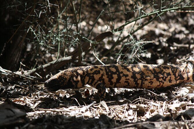 Reptile Hunting in The Sonoran Desert - Why This Tour Is Well-Regarded