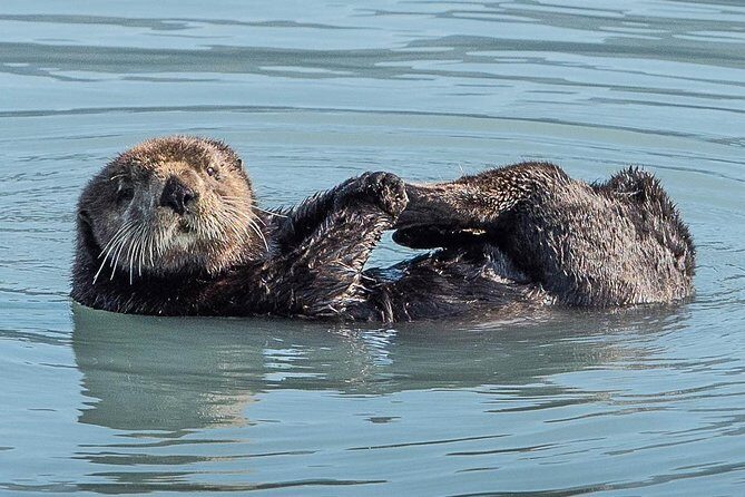Resurrection Bay Spring Wildlife Cruise - Who Will Love This Tour?
