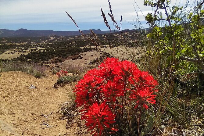 Rhodes Off Road Adventures Guided Jeep Tour from Rock Crawling to Petroglyphs - Frequently Asked Questions